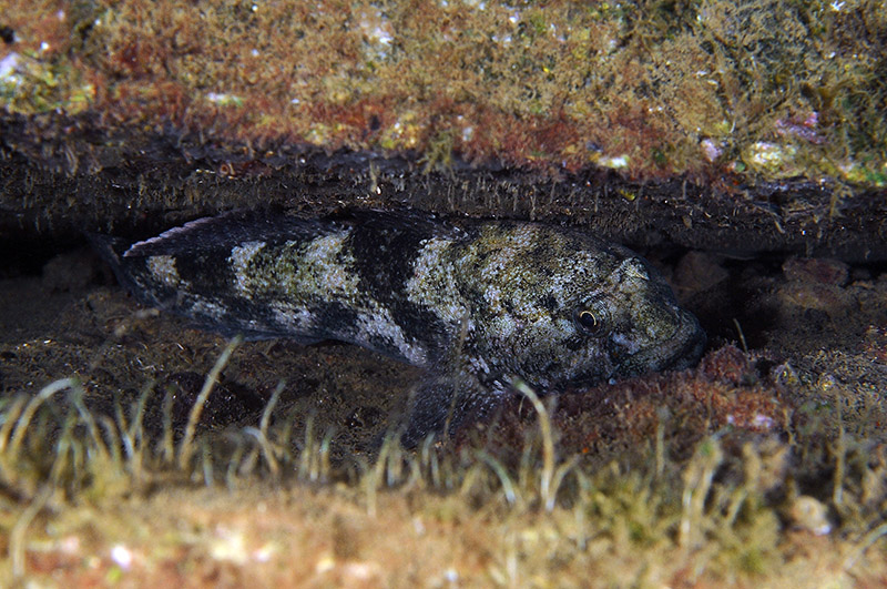 Gobius couchi da Livorno